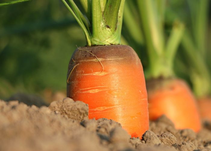 Carrot tops in garden soil