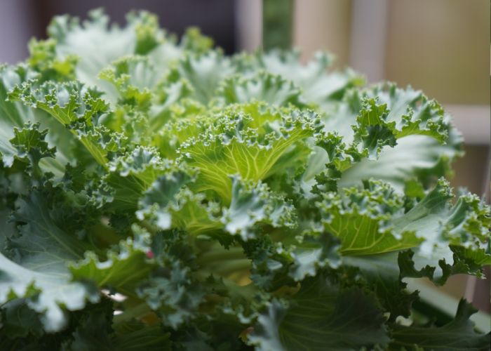 Close up photo of Curly Kale