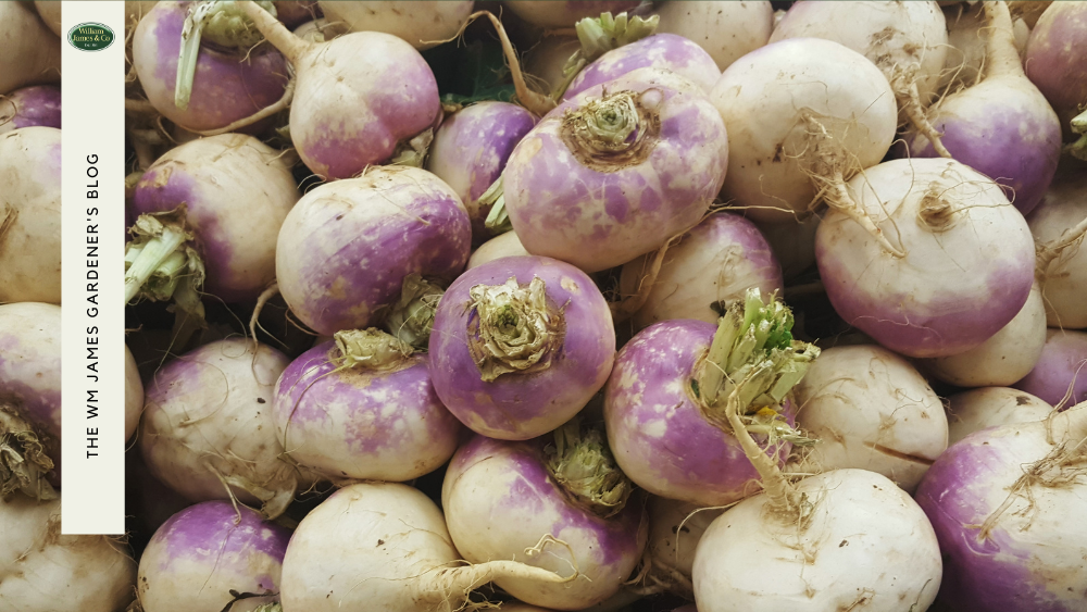8 Best Vegetables to Grow in August