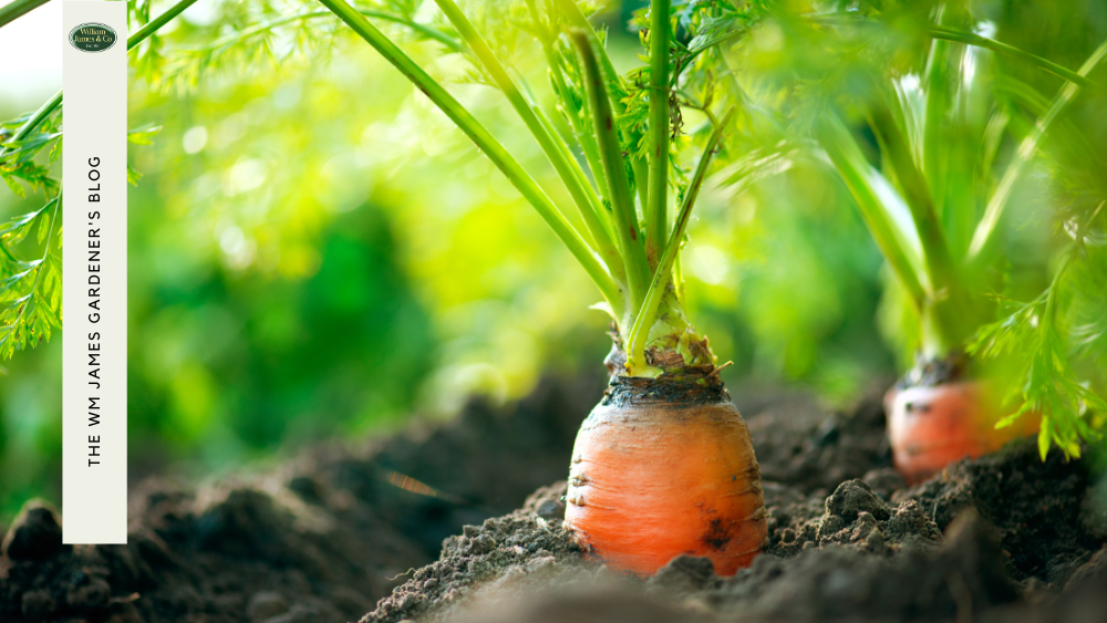 8 Best Vegetables to Grow in May