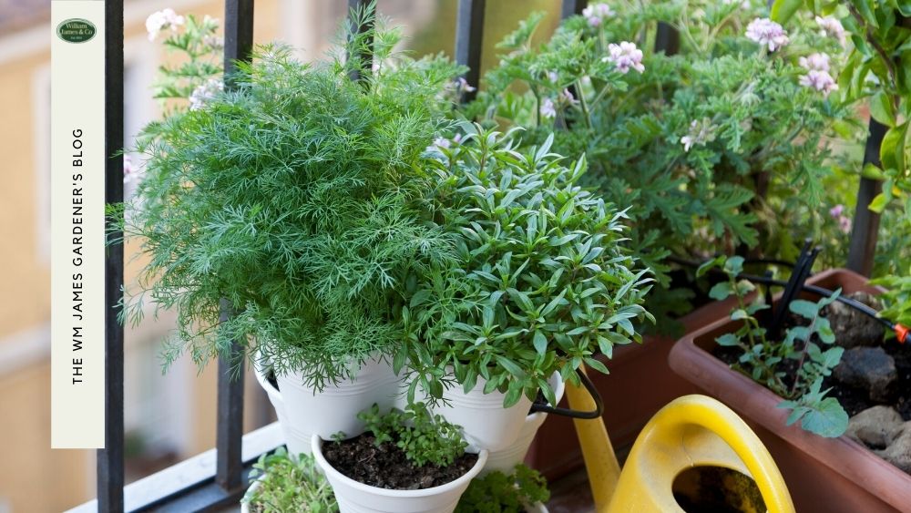 Balcony Gardening 101: Expert Tips & Advice For A Beautiful Balcony Garden