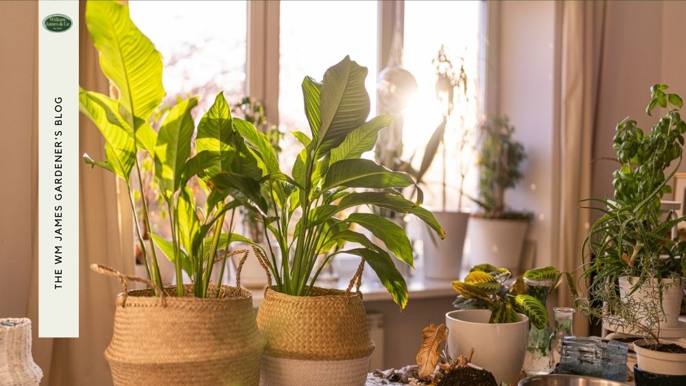 Your Guide To Growing Fruit Indoors