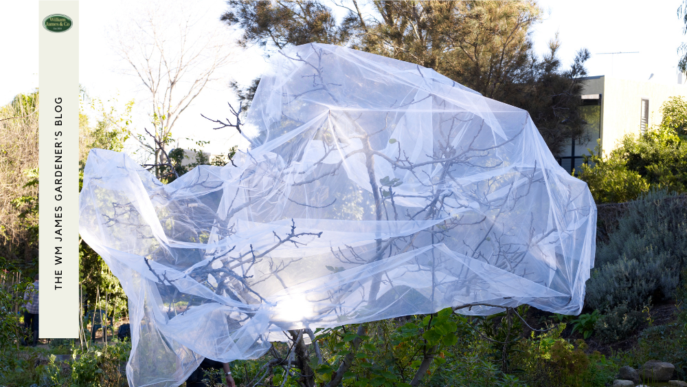 How A Fruit Net Cover Can Protect Your Garden