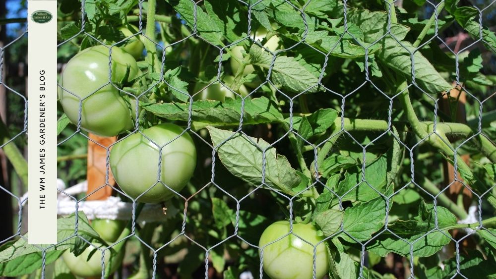 Pop Up Fruit Cages That Your Garden Will Love