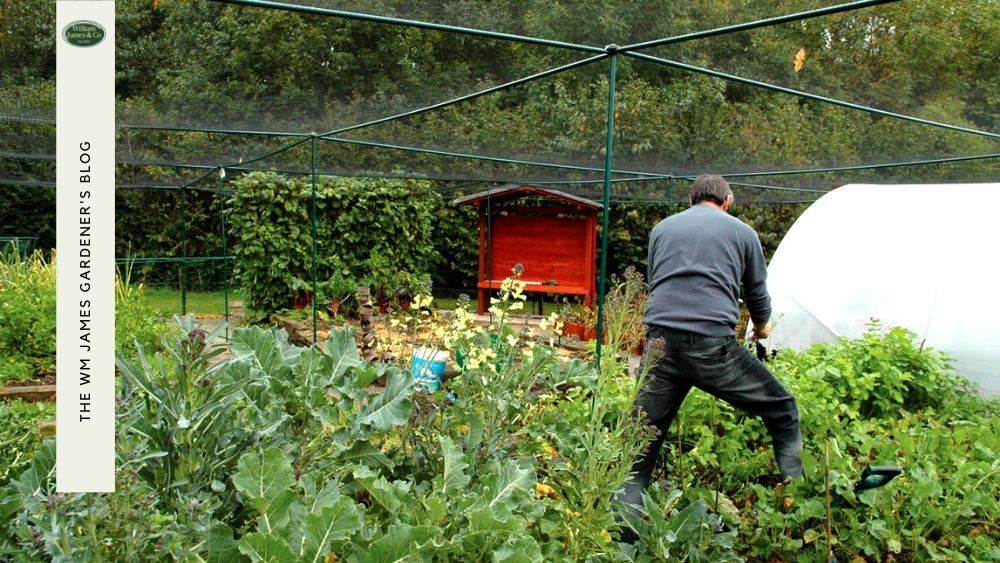 4 Insider Tips For Vegetable Garden Planting Success