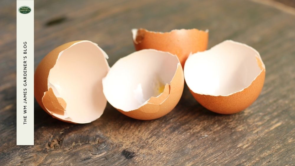 Surprising Uses for Egg Shells