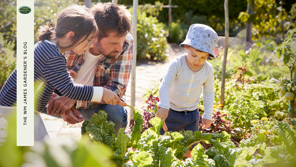 How To Create A Fun Vegetable Garden For Kids