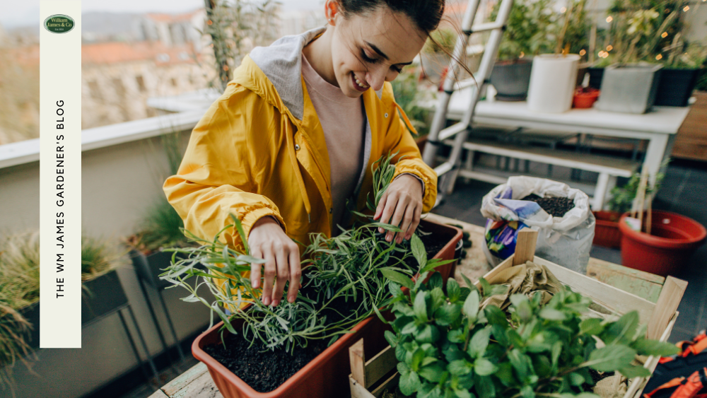 How To Grow Food Without A Garden In Pots & Containers 