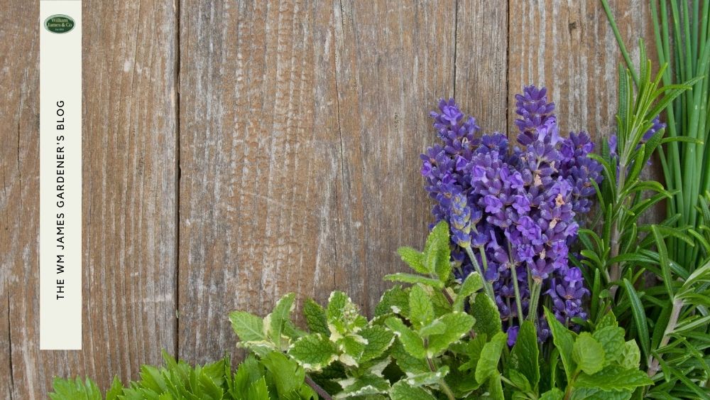 Growing Herbs Indoors: A Guide to Kitchen Herb Gardening in the UK