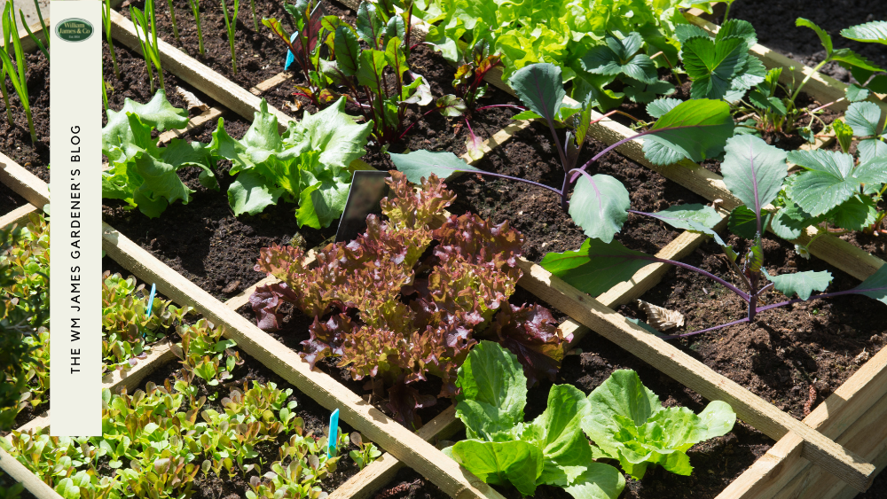 5 Simple Ways To Find Vegetable Garden Ideas & Inspiration