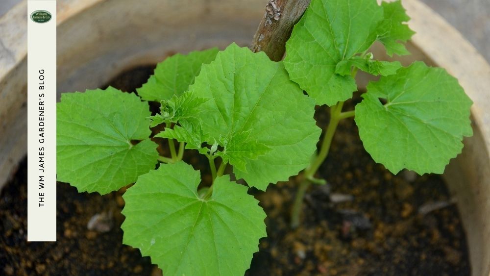 Growing Vegetables in Pots: What, When & How To Grow Container Veg