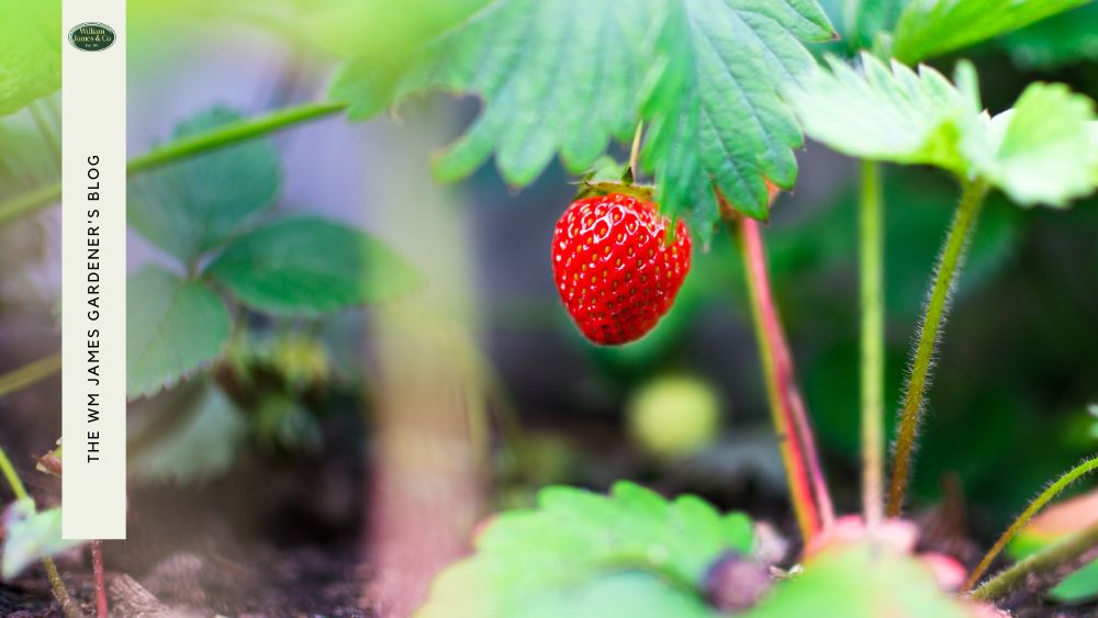 Close up photo of Strawberry growing in garden