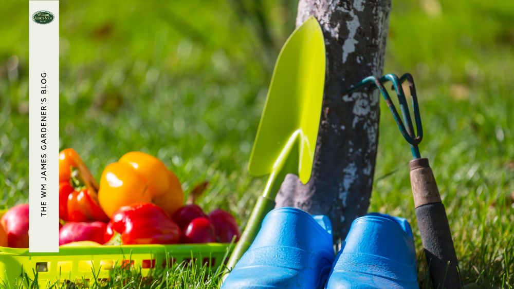 Expert Picks: Gardening Gifts for Beginners & Pros