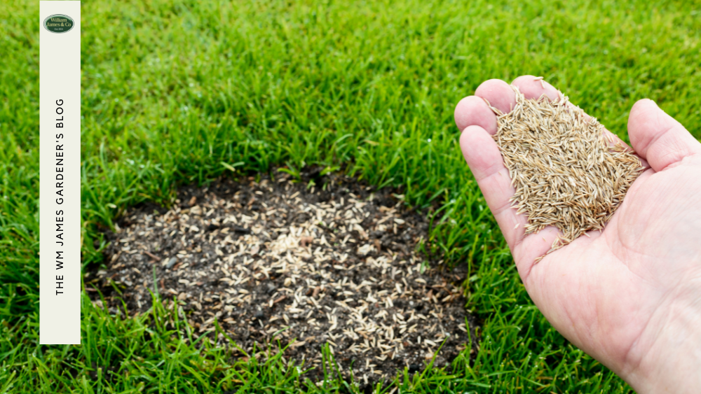 Grass Seed Netting