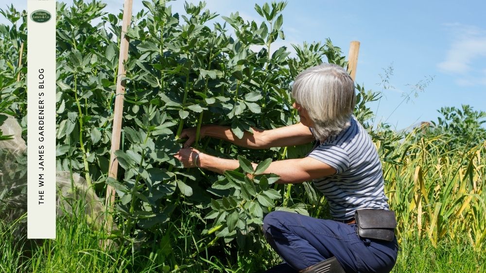 How To Grow Your Own Fruit and Veg