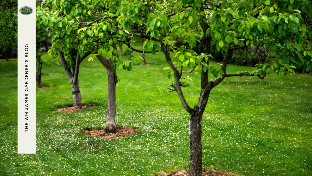 How To Protect Your Dwarf Fruit Trees: 11 Tips & Tricks