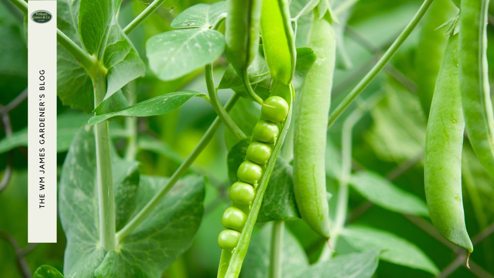 Pea Netting: Keep Your Garden Pests Under Control