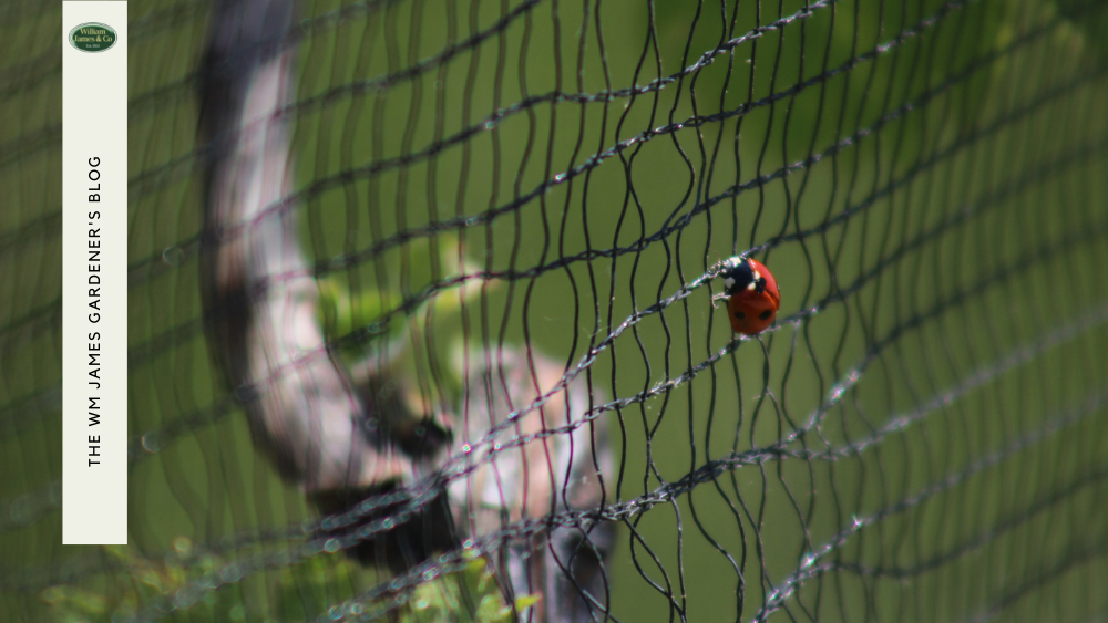 How Plant Protection Netting Can Revitalise Your Allotment