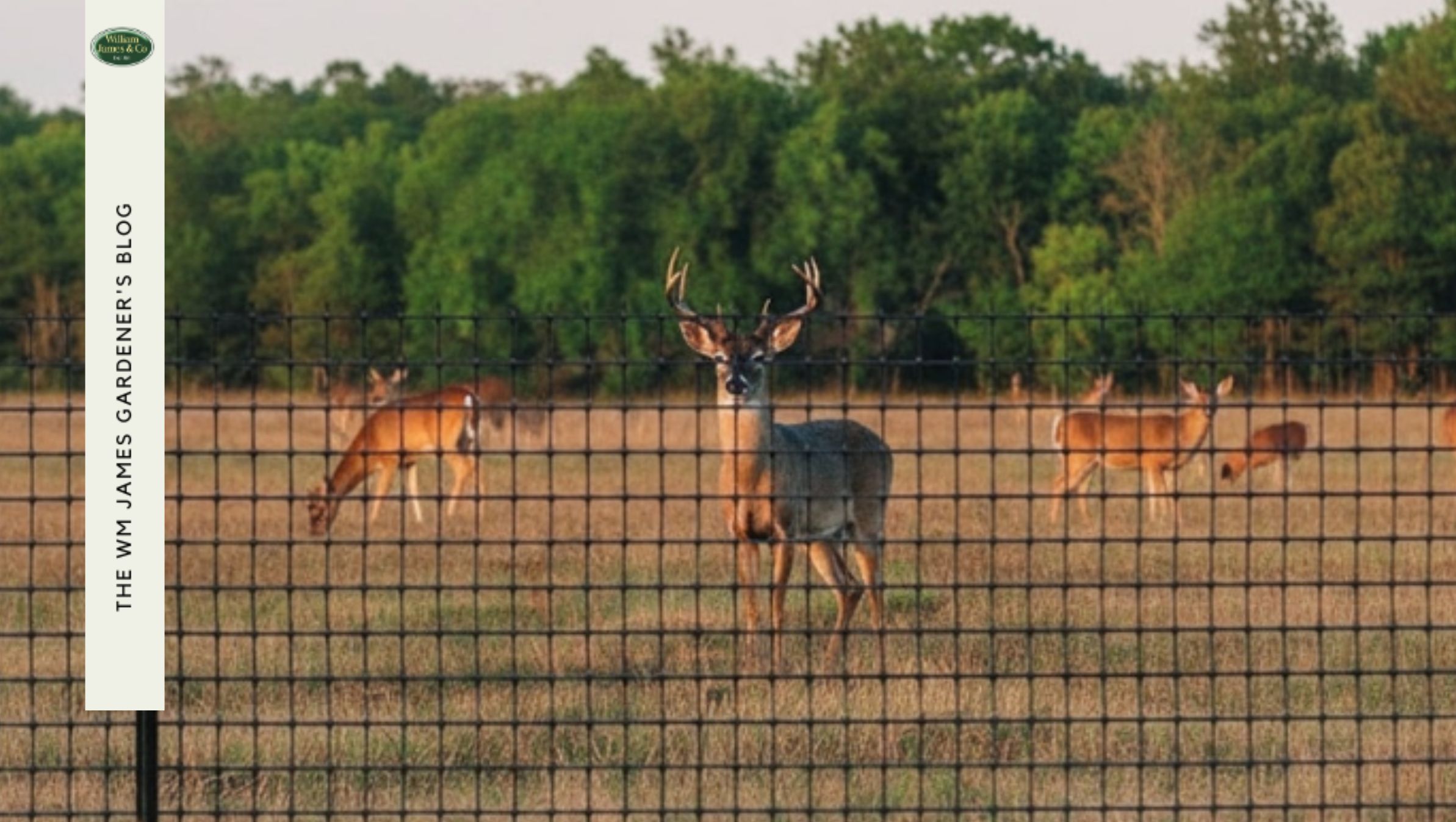 How To Install Deer Netting: A Step-By-Step Professional Guide