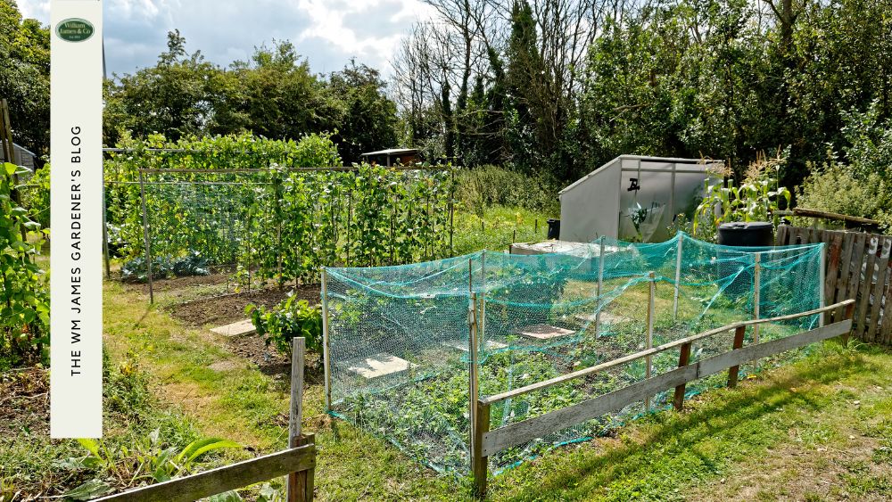 8 Ways Garden Cages Can Be Used For To Spruce Up Your Outdoor Space