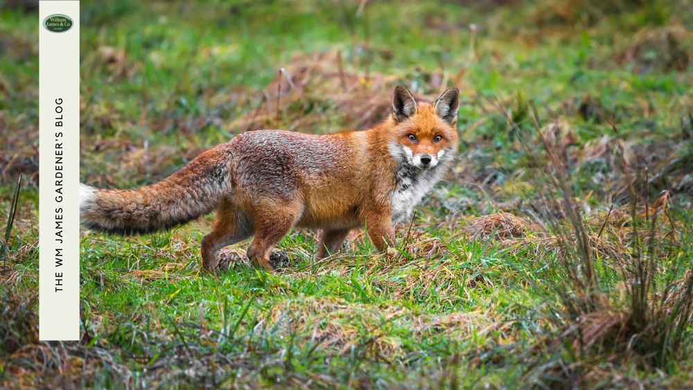 10 Tips On How To Stop Foxes In Your Garden