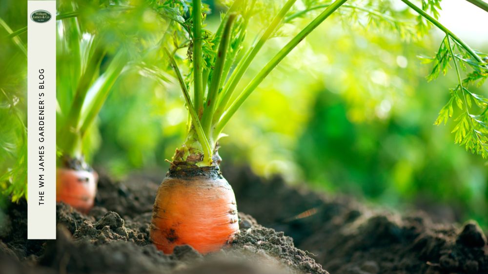 The Essential Veg Growing Calendar for UK Gardeners