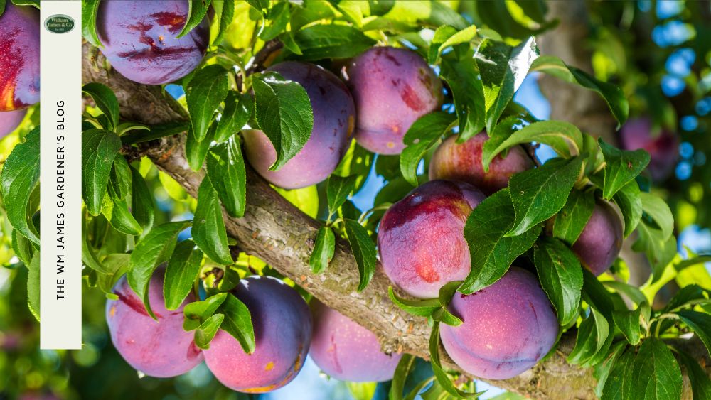 Plant Bare Root Fruit Trees & Enjoy Lucious Homegrown Fruit