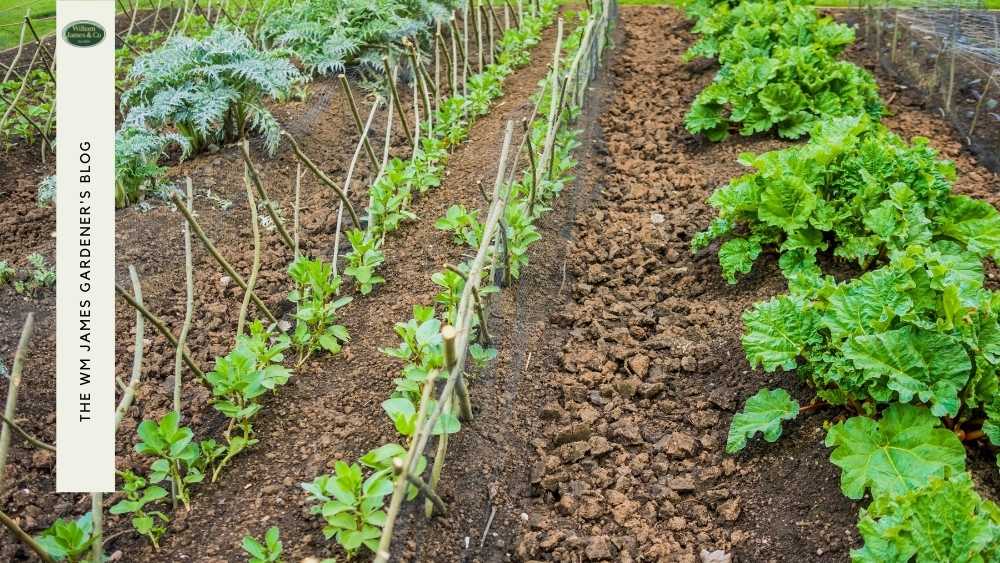 10 Allotment Design Tips for Beginners & Experts