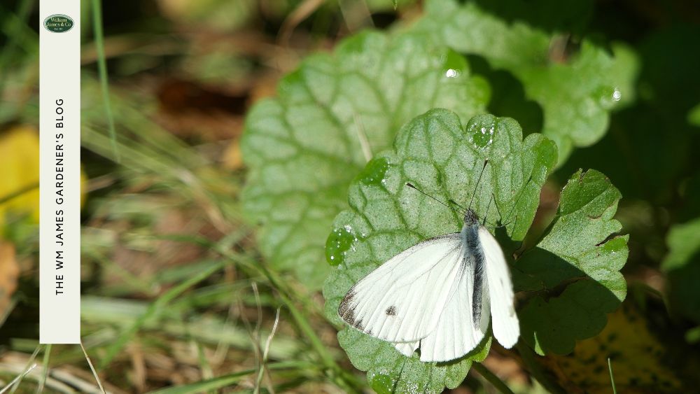  Cabbage White Butterflies on  Brassicas