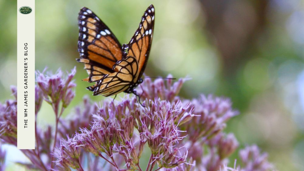 Photo of Monarch butterfly in garden