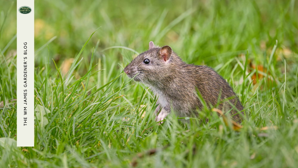 Top 10 Common Garden Pests & Diseases (& How to Spot Them)