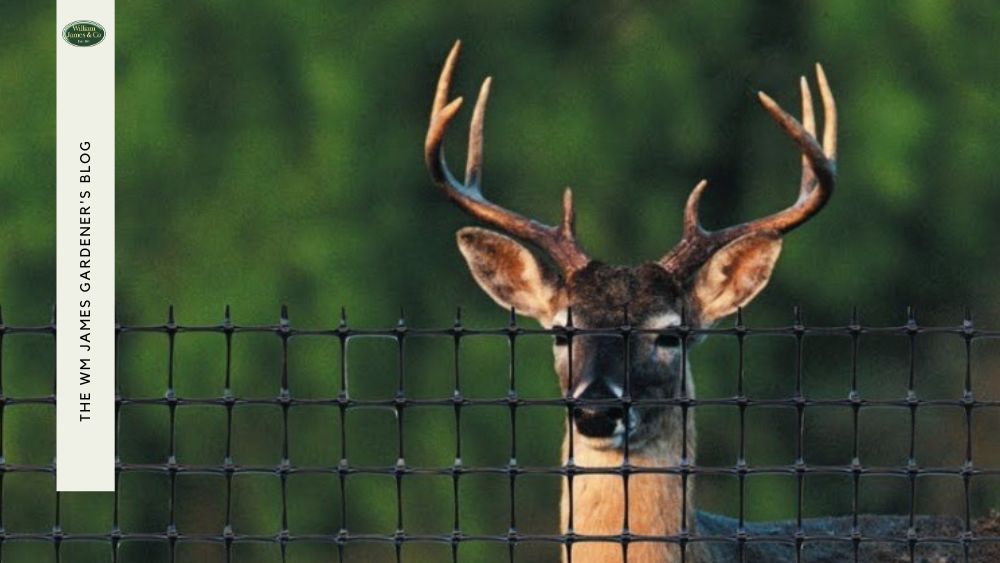 The Ultimate Deer Netting Buying Guide