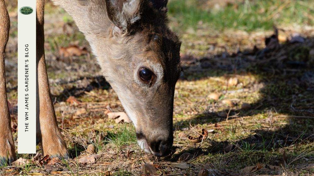 How to Deer-Proof Gardens 101