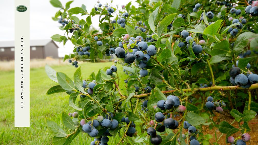 The Advantages of Fruit Bush Netting To Protect Your Garden from Birds