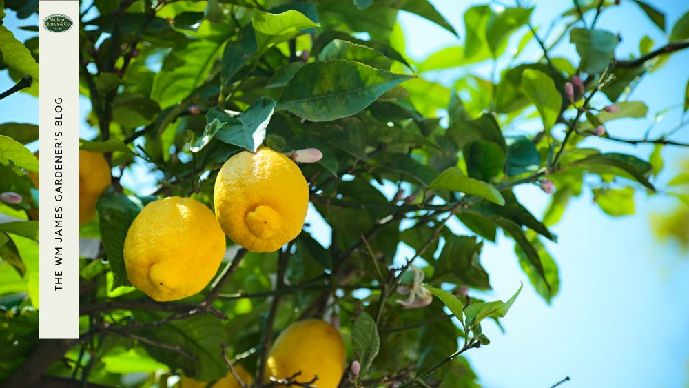 Can You Grow Lemons in the UK? WMJ Guide to Home Lemon Trees