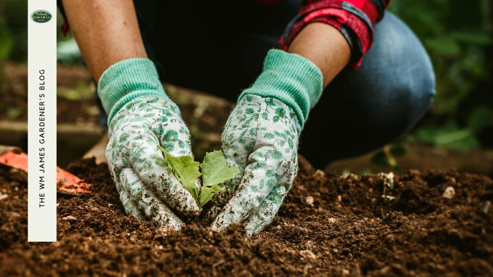 The Beginner's Guide To The No-Dig Gardening Method