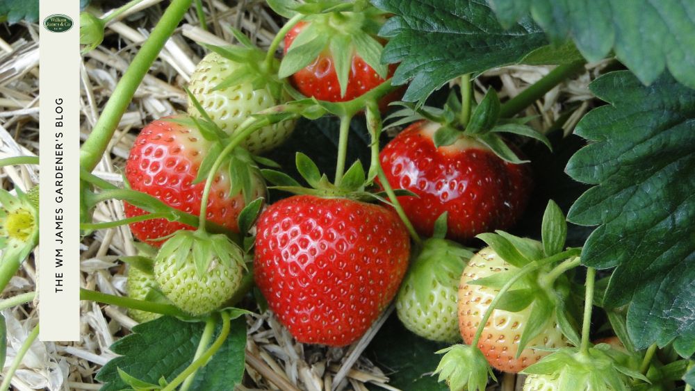 Experts' Guide on How to Stop Birds and Other Pests Eating Strawberries