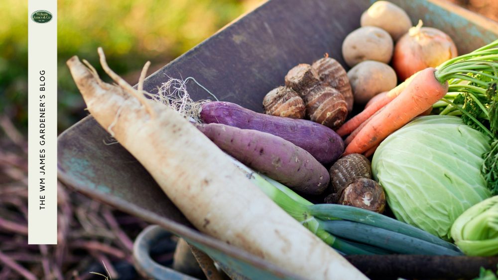 Photo of fresh vegetables in a wheel barrow