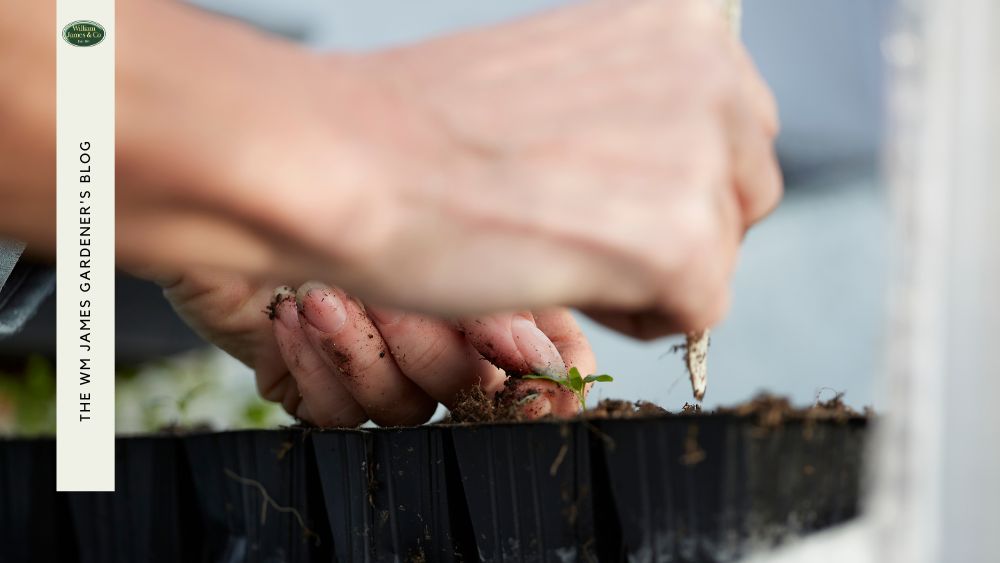 Your Guide to Starting Seeds Indoors for Strong Plants