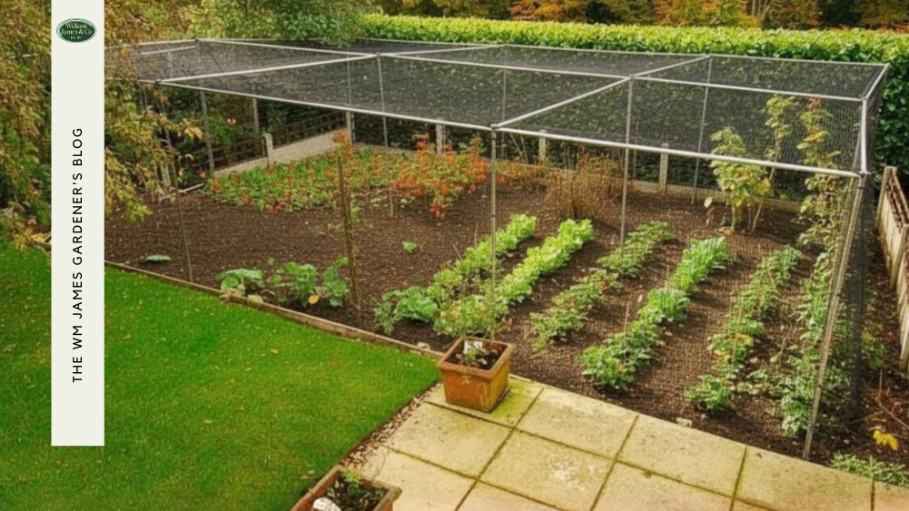 photo of a fruit cage in a garden