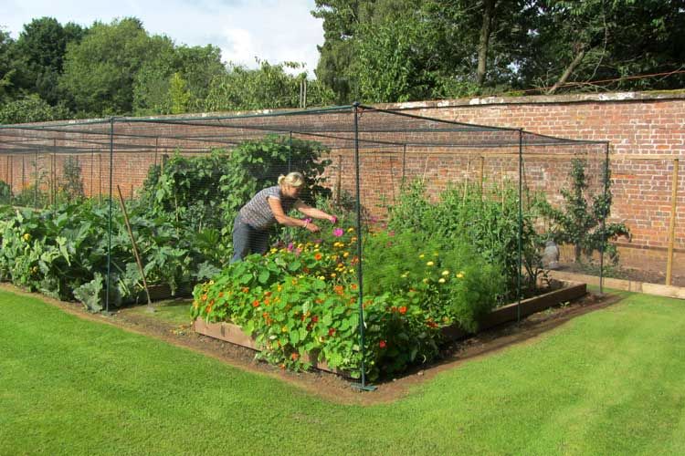 fruit cage