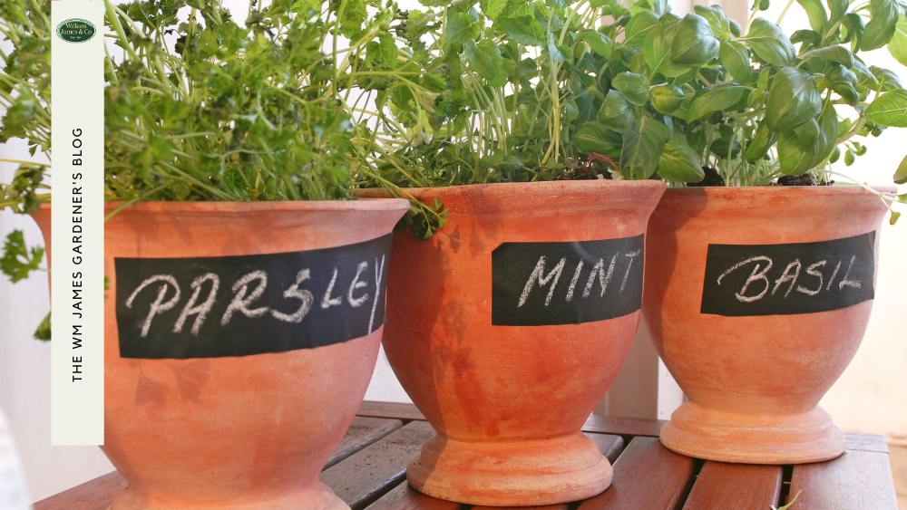 pots of herbs on a windowsill