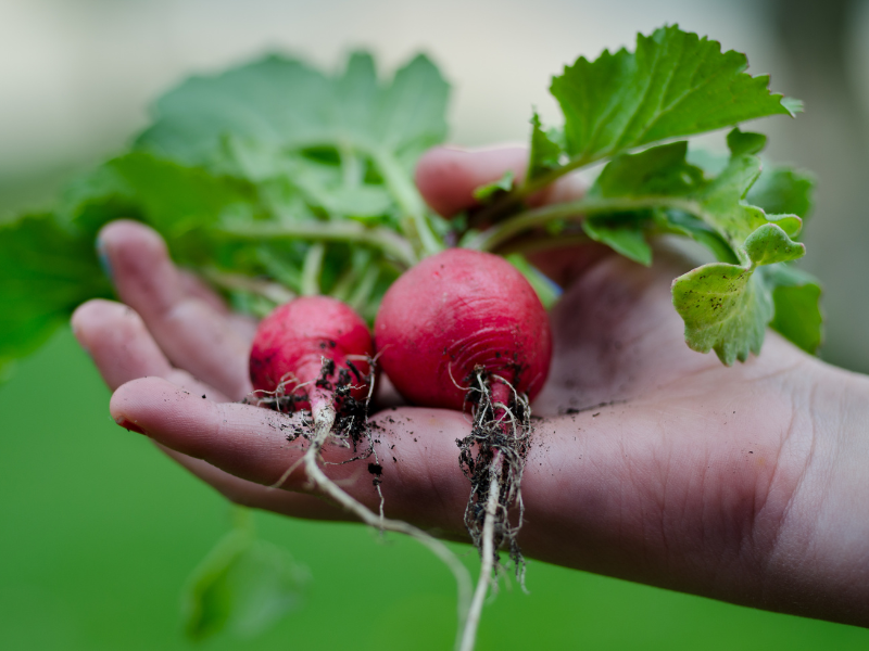 Beets