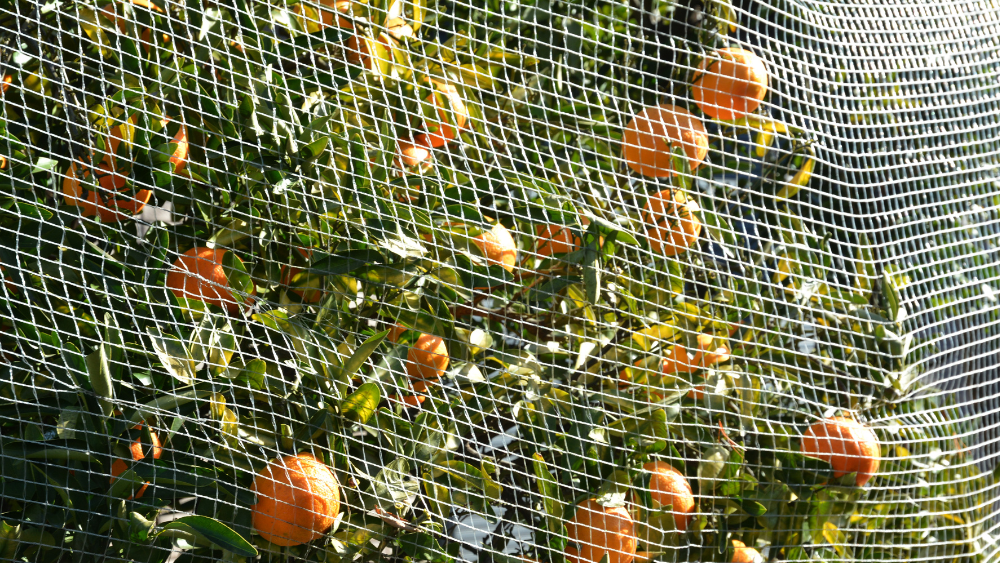 How A Fruit Net Cover Can Protect Your Garden A Veg Gardeners Guide