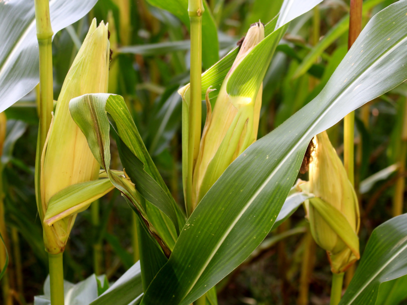 corn