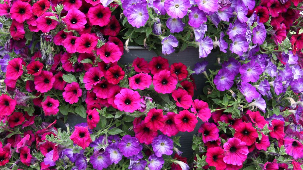 Bedding Plants 101 Grow Your Green Thumb With These Tips! WM James & Co.