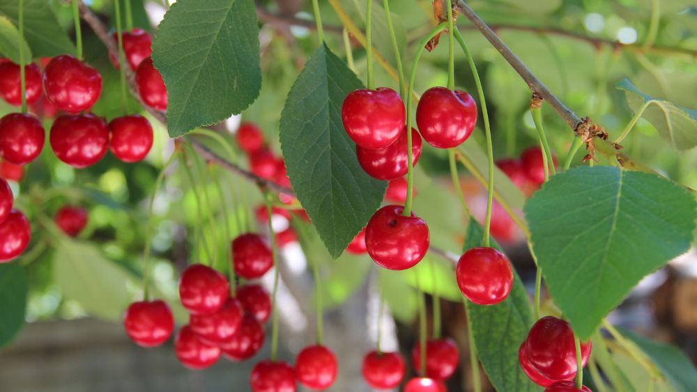 How To Protect Your Dwarf Fruit Trees 11 Tips & Tricks A Veg