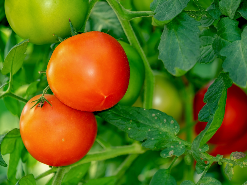 Tomatoes