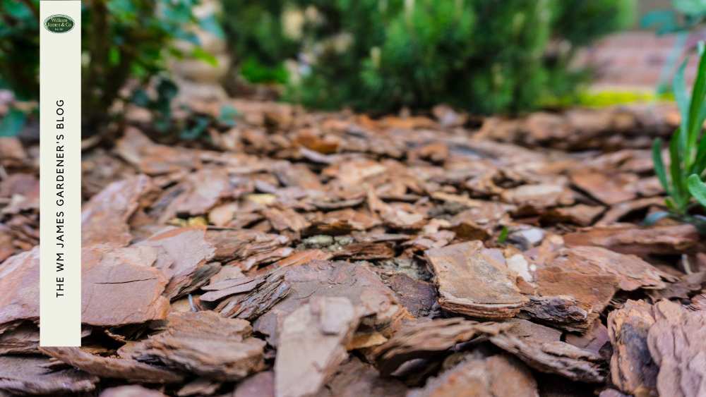 10 Tips on How to Keep Cats Out Of Your Garden WM James WM James & Co.