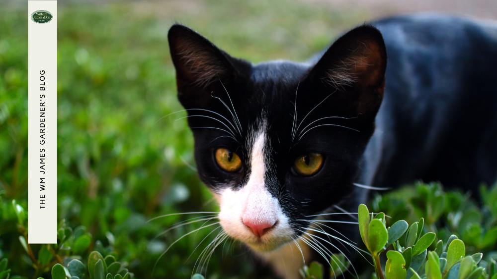 predator cat in garden